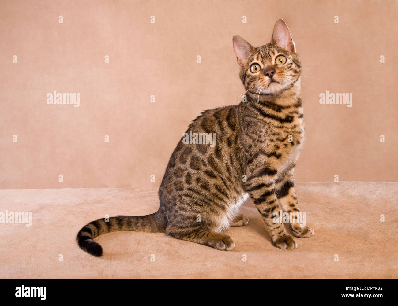 Bengal-Katze sitzt auf Tan Hintergrund Stockfoto
