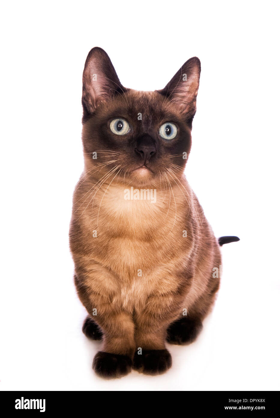 Munchkin Cat Auf Schwarzem Hintergrund Stockfoto und mehr Bilder