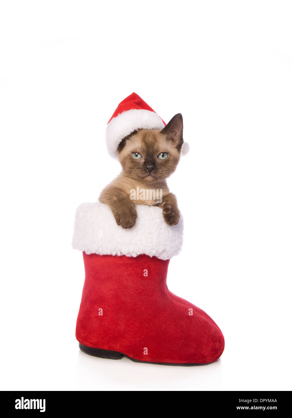 Süße Weihnachten Munchkin Kätzchen trägt Weihnachtsmütze innerhalb Santa Boot isoliert auf weißem Hintergrund Stockfoto