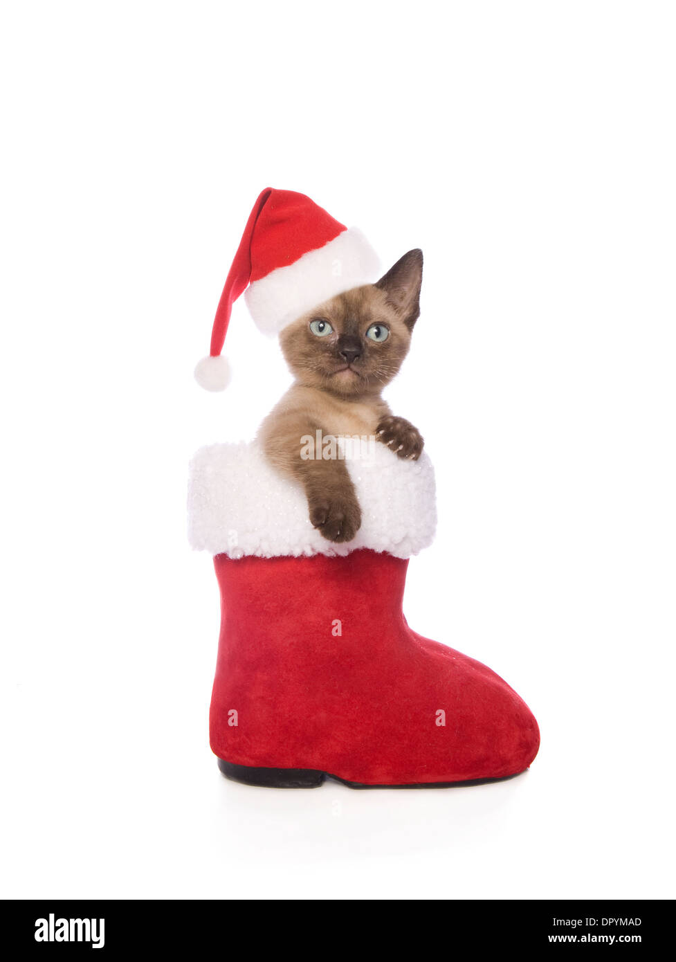 Süße Weihnachten Munchkin Kätzchen trägt Weihnachtsmütze innerhalb Santa Boot isoliert auf weißem Hintergrund Stockfoto