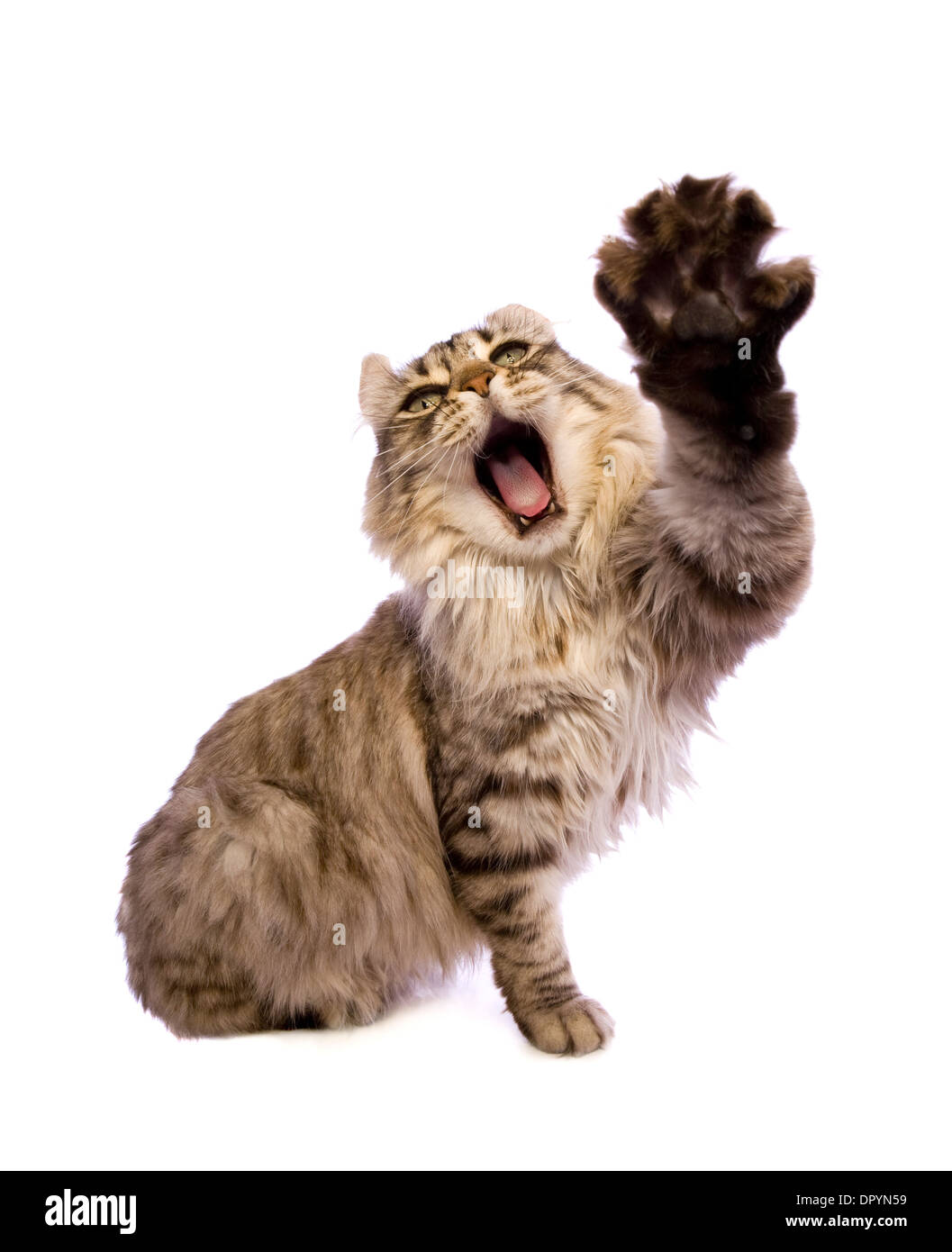 Lustige Katze erreichen in Richtung Kamera mit offenem Mund isoliert auf weiss Stockfoto