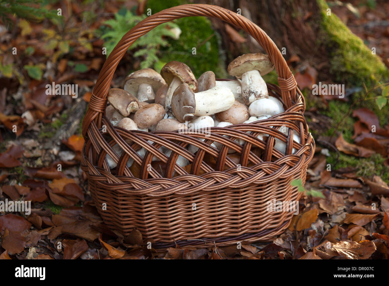 Korb, gefüllt mit Pilzen im Wald Stockfoto
