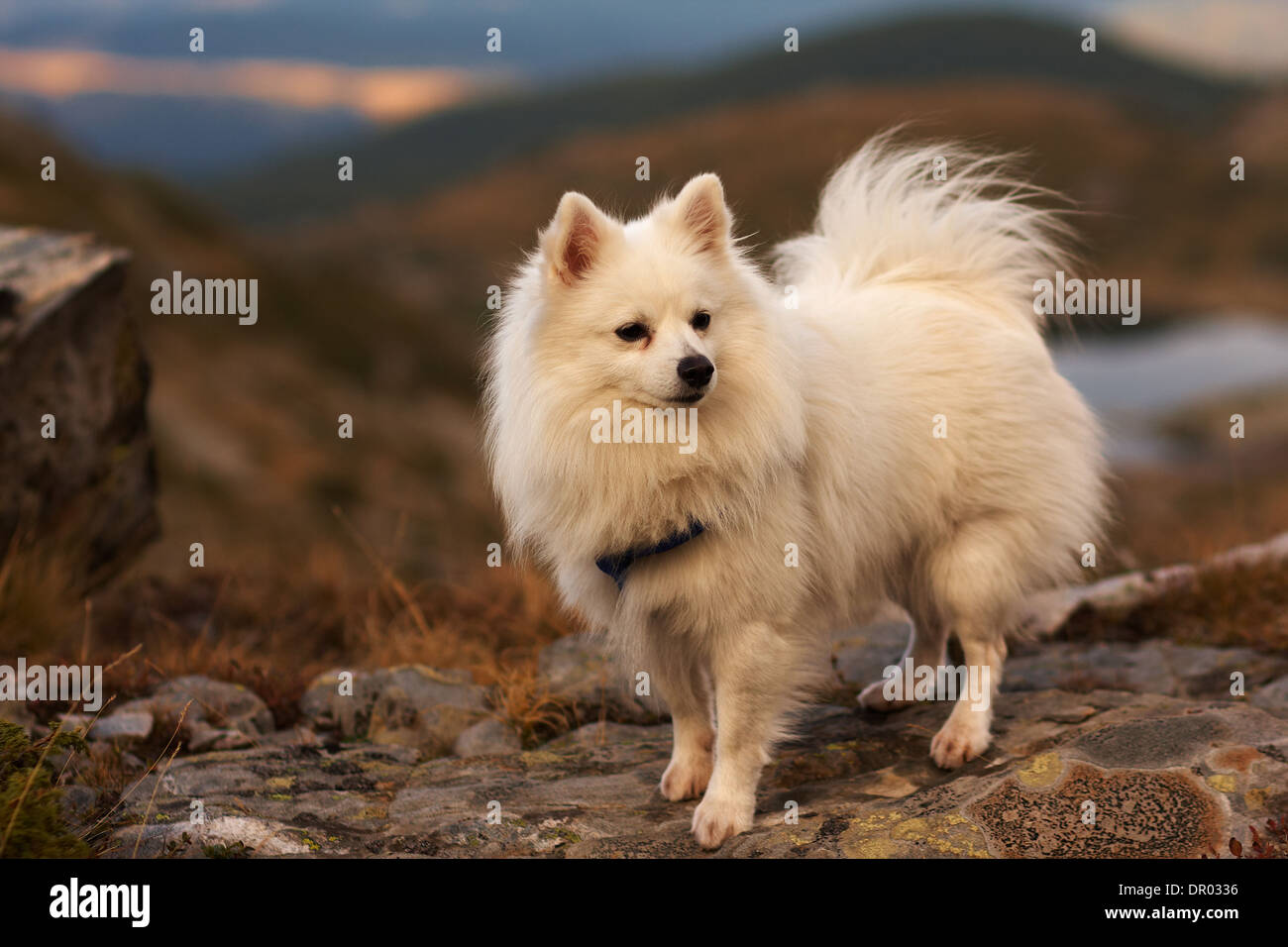 weißen Spitz Hund in den Bergen Stockfoto