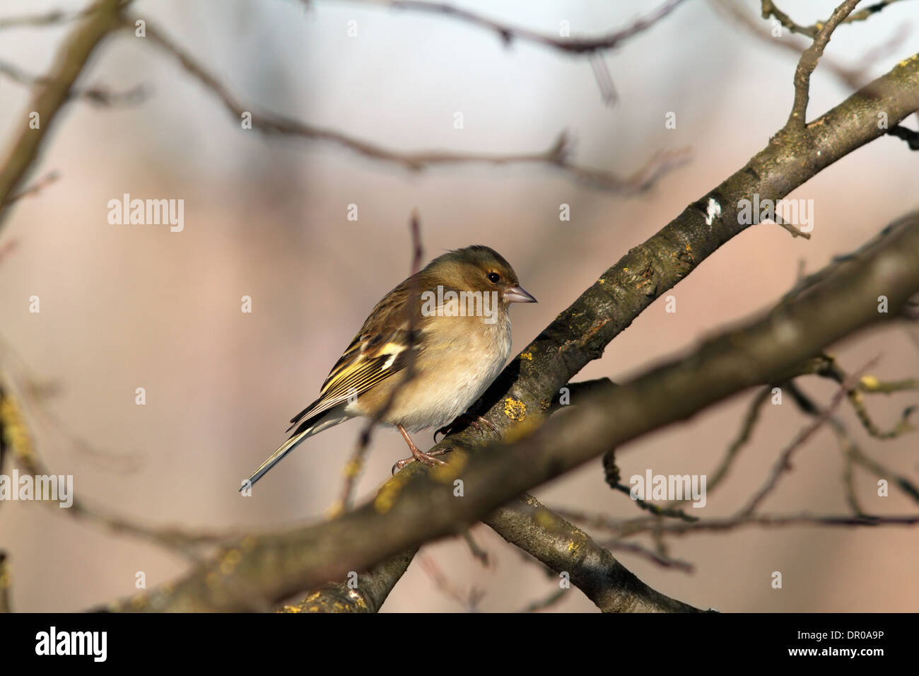 weibliche gemeinsame Buchfink auf Ast (Fringilla Coelebs) Stockfoto