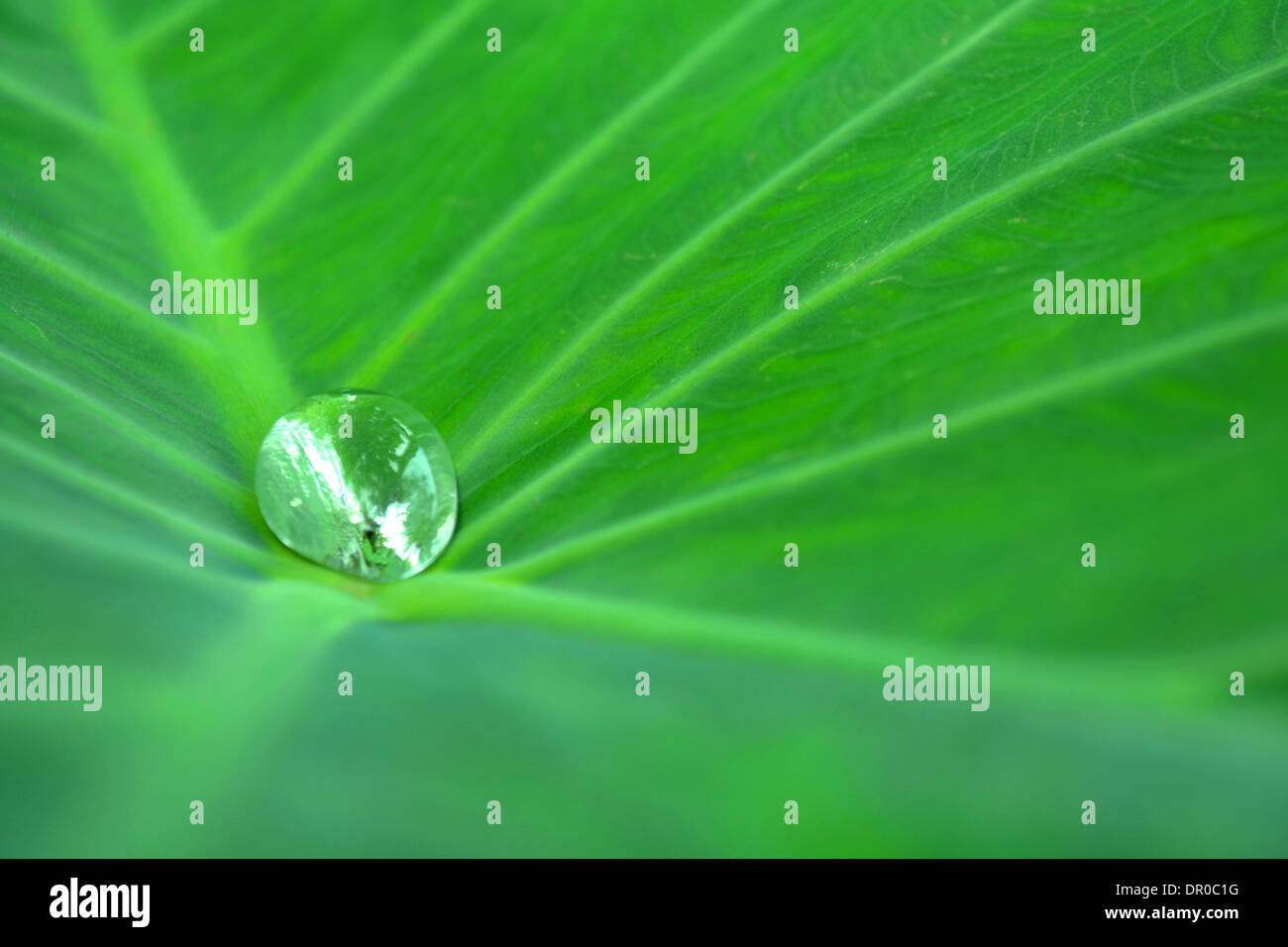 Wassertropfen auf einem Lotusblatt in der Natur Stockfoto