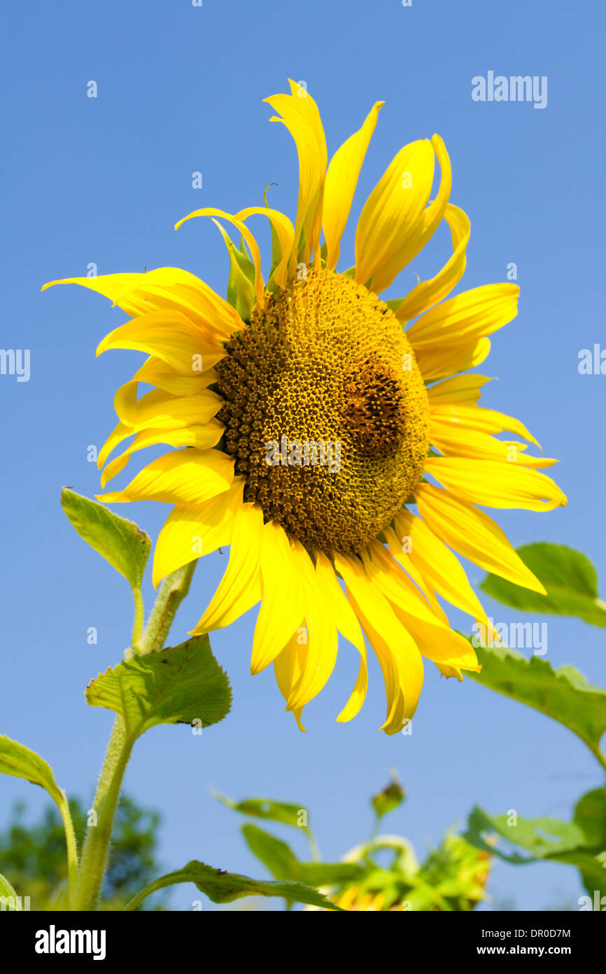 Sonnenblumen und Biene in den blauen Himmel Stockfoto