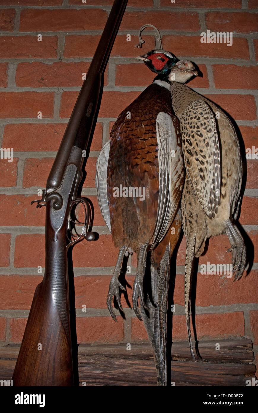 Eine Klammer von hängenden Fasane (Phasianus Colchicus) erhalten von Präparatoren Stockfoto