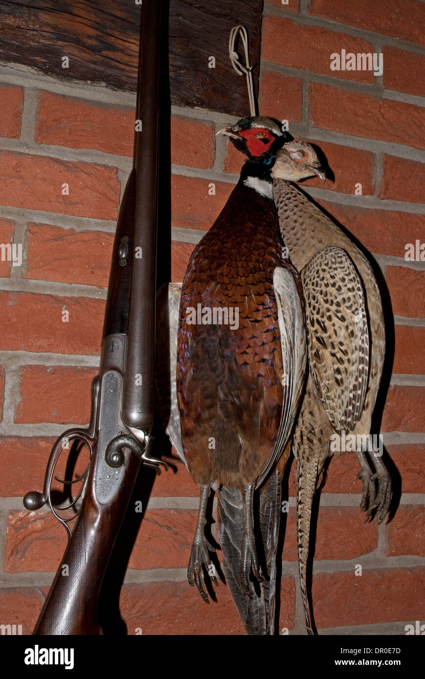 Eine Klammer von hängenden Fasane (Phasianus Colchicus) erhalten von Präparatoren Stockfoto