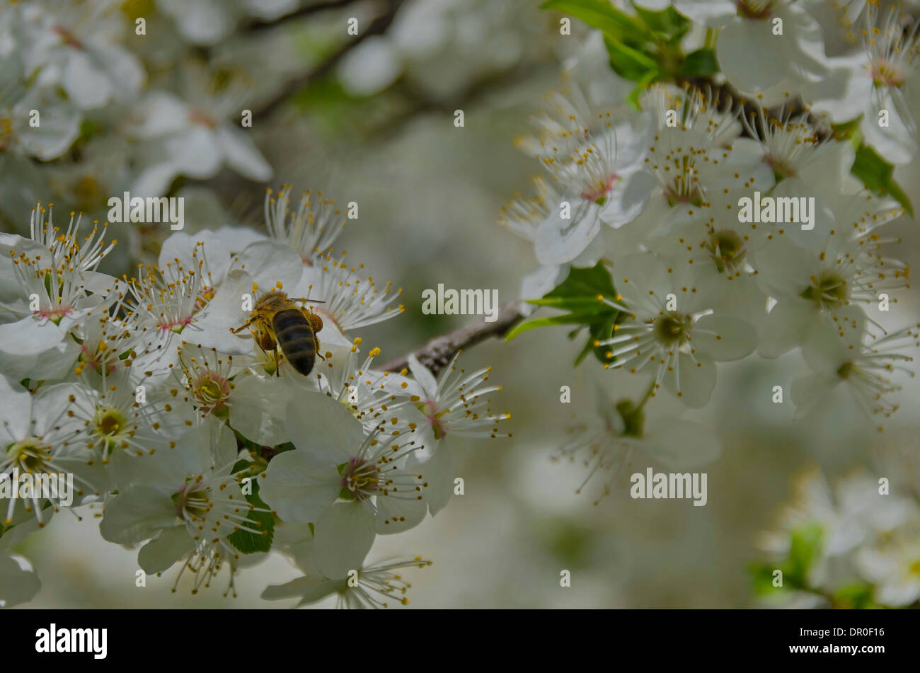 Arbeitsbiene sammeln Honig auf einem blühenden Frühling Baum. Wählen Sie Ziel Stockfoto