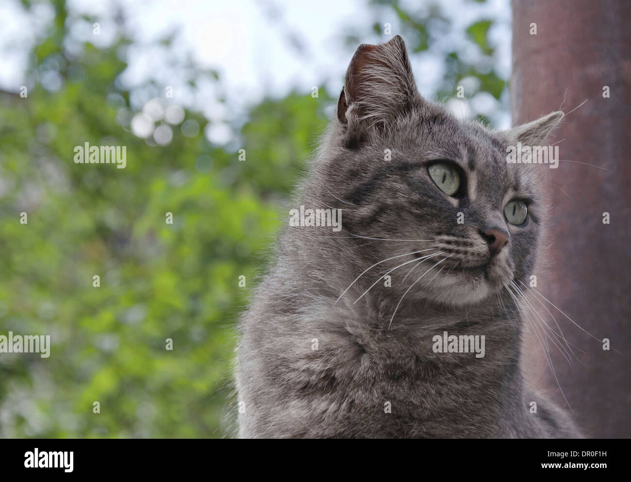 Schönheit-Katze mit grünen Augen suchen Sie vorsichtig Stockfoto