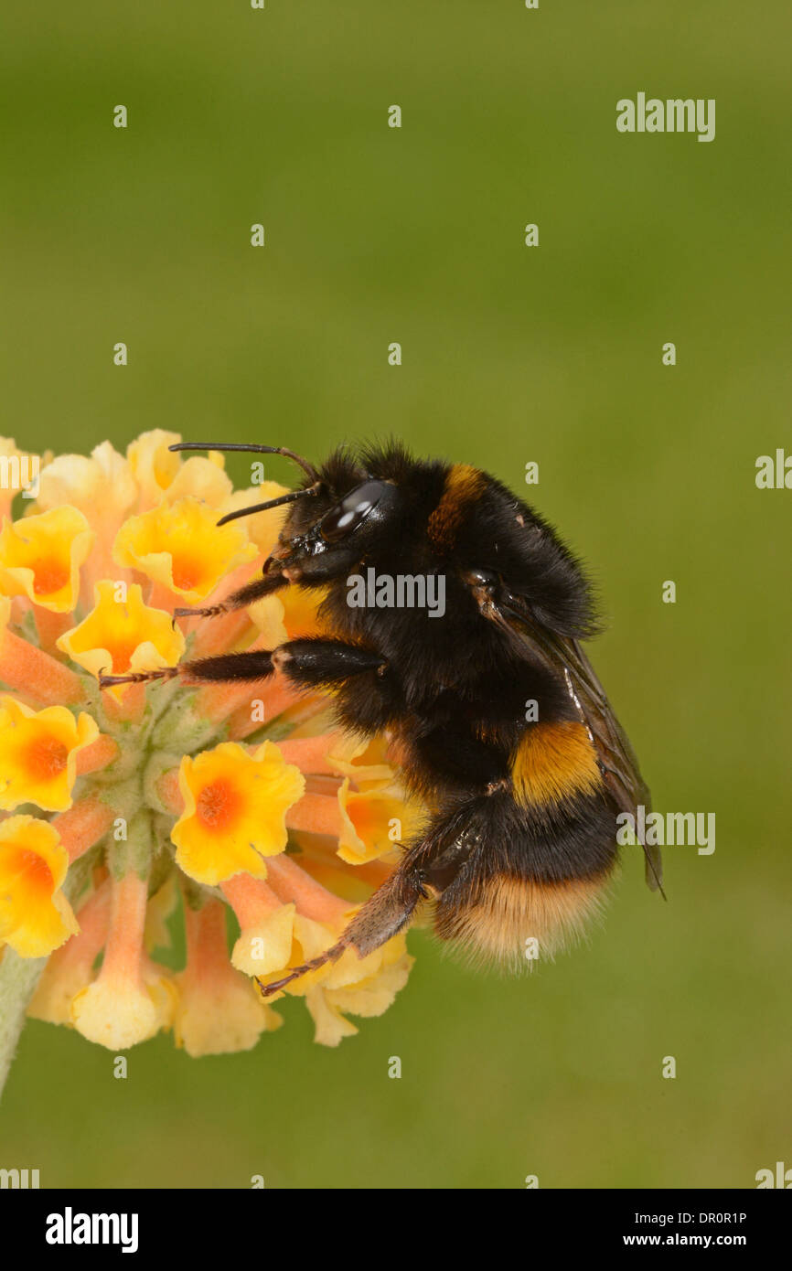 Hummel (Bombus Terrestris) ruht auf gelben Sommerflieder Blume, Oxfordshire, England, September Stockfoto