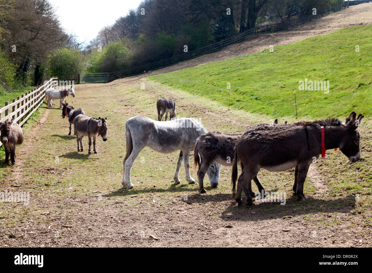 Die Donkey Sanctuary in der Nähe von Sidmouth, Devon Stockfoto