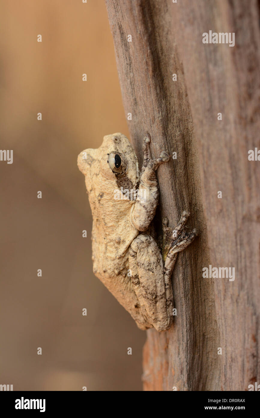 Mosambik-Wald-Laubfrosch (Leptopelis Mossambicus) ruht auf Baumstamm, Kafue Nationalpark, Sambia, September Stockfoto