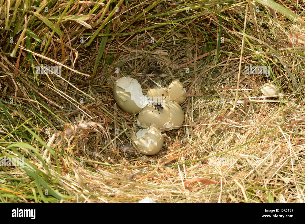 Gemeinsamen Fasan (Phasianus Colchicus) Empy Eierschalen im Nest nach Fox angreifen, Oxfordshire, England, Juli Stockfoto