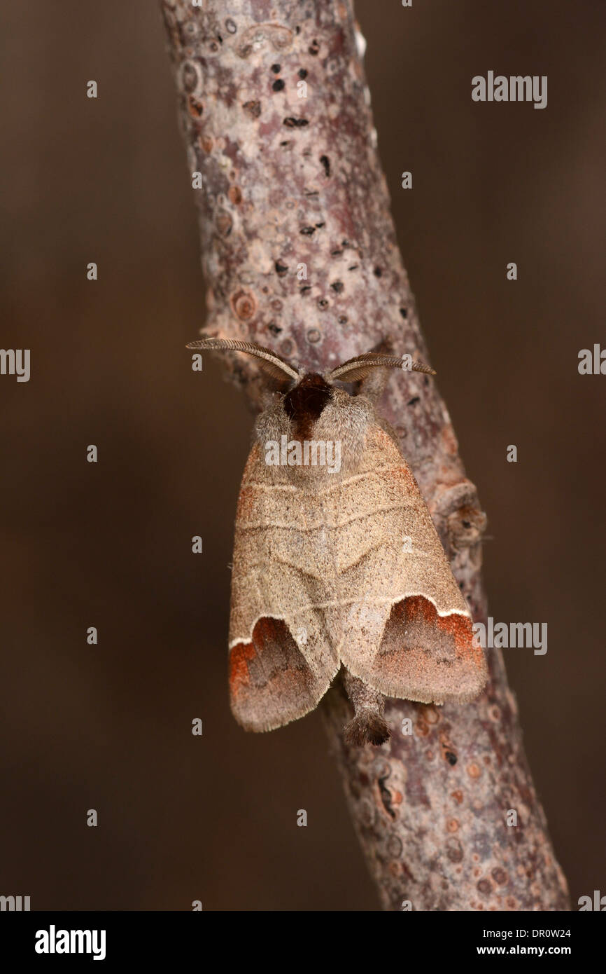 Schokolade Tipp Moth (Clostera Curtula) Männchen auf Zweig, Oxfordshire, England, August Stockfoto