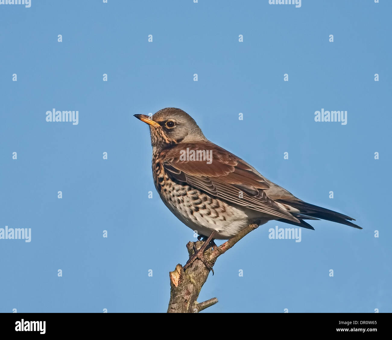 Wacholderdrossel thront links gerichteten Stockfoto