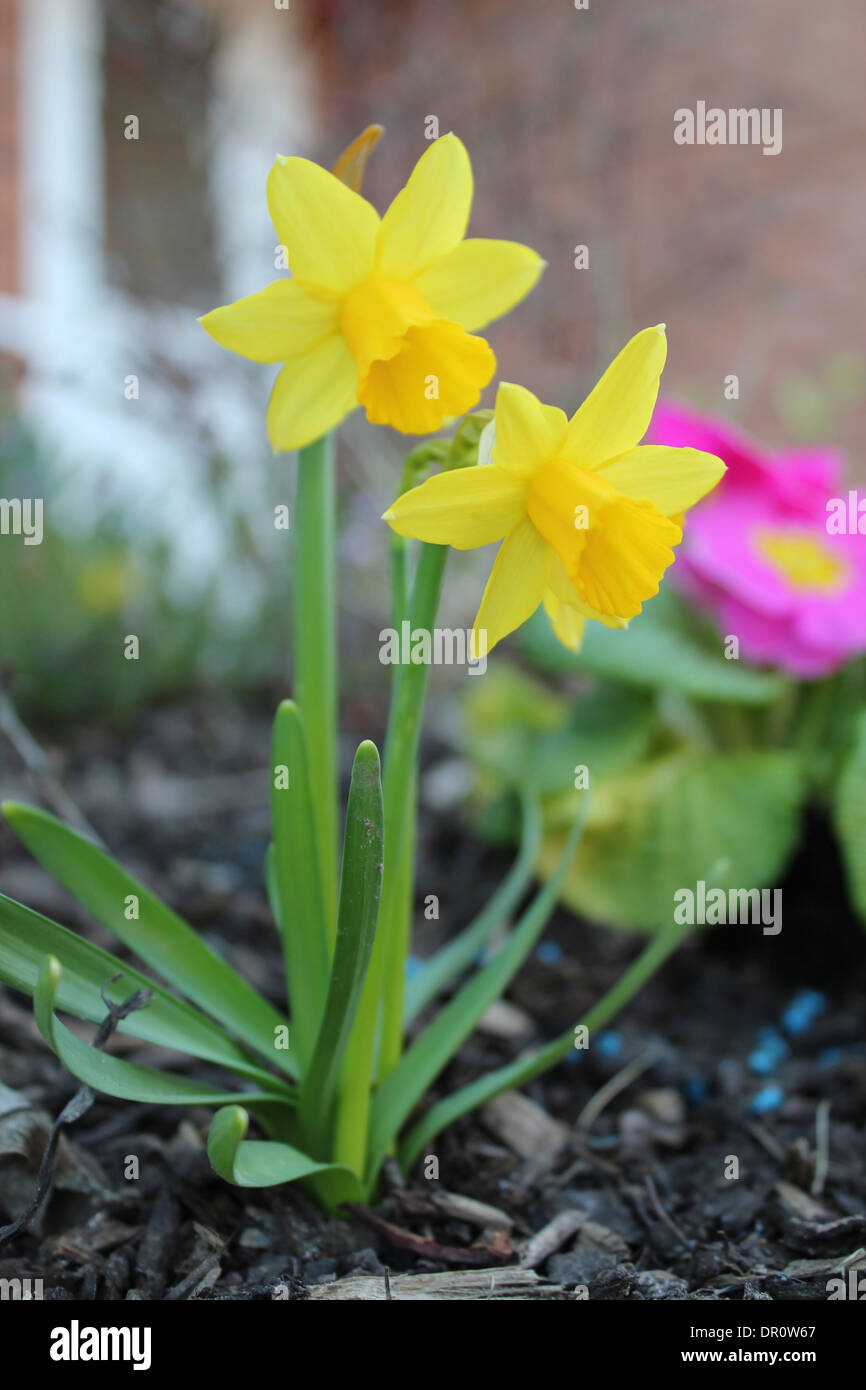 Narzissen blühen im Frühjahr. Die Blume wird zur Feier des St. Davids Tag in Wales (Cymru), UK. Stockfoto