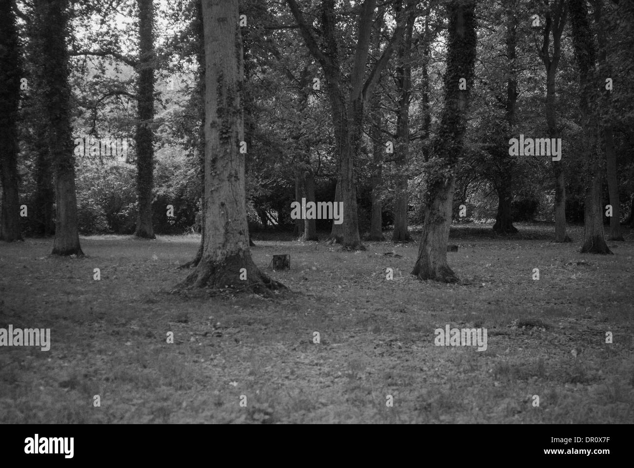 Foto von Waldflächen in Kelmarsh Hall und Gärten am Kelmarsh, northamptonshire Stockfoto