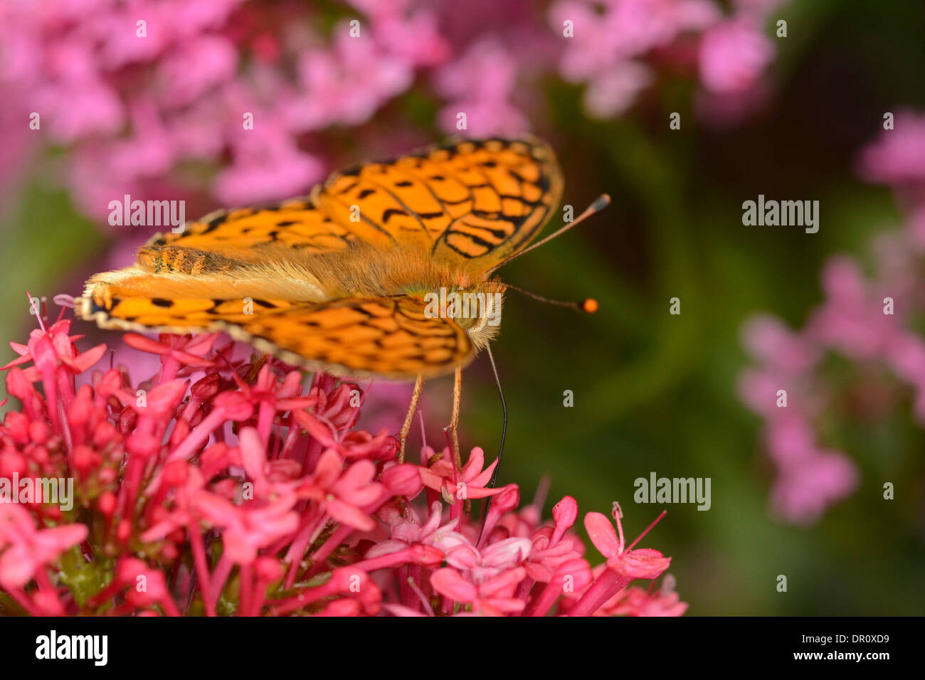 Dunkel grün Fritillary (Argynnis Aglaja) Erwachsene ernähren sich von roten Baldrian (Centranthus Ruber), Zunge verlängert, Oxfordshire, England Stockfoto