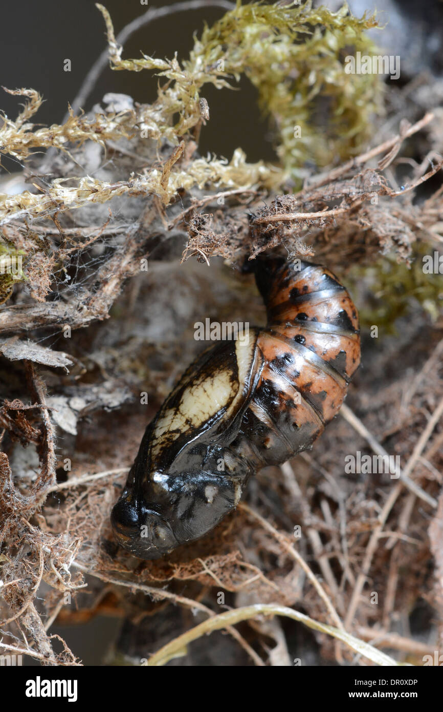 Dunkel grün Fritillary (Argynnis Aglaja) Puppe unter Laubstreu, Oxfordshire, England, Mai Stockfoto