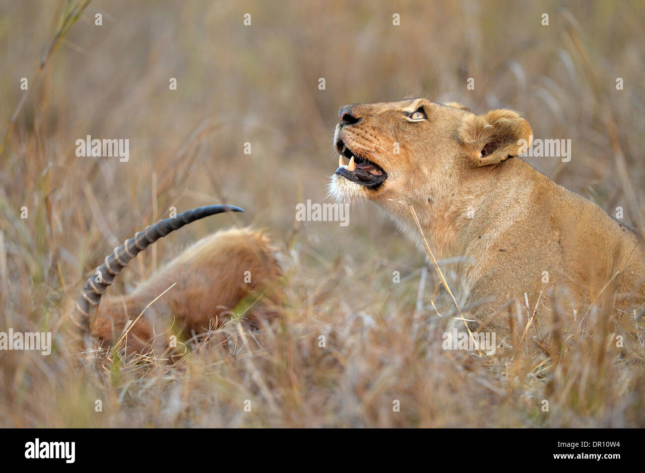 Afrikanischer Löwe (Panthera Leo) weibliche Löwin liegend auf der Wiese neben Puku zu töten, auf der Suche nach oben, Kafue Nationalpark, Sambia, S Stockfoto