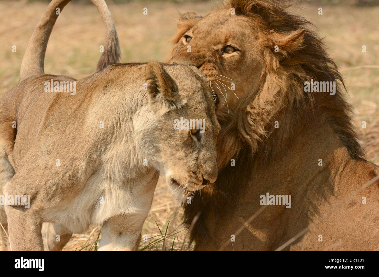 Afrikanischer Löwe (Panthera Leo) paar kuschelte einander vor der Paarung, Kafue Nationalpark, Sambia, September Stockfoto