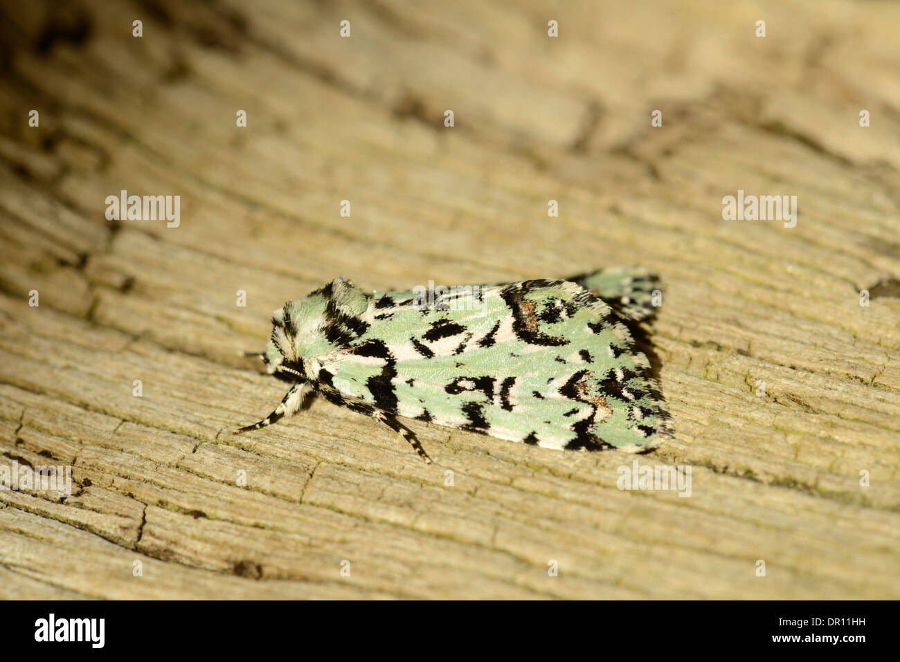 Merveille du Jour Moth (Dichona Aprilina) Erwachsenen im Ruhezustand auf Baumstamm, Oxfordshire, England, Mai Stockfoto