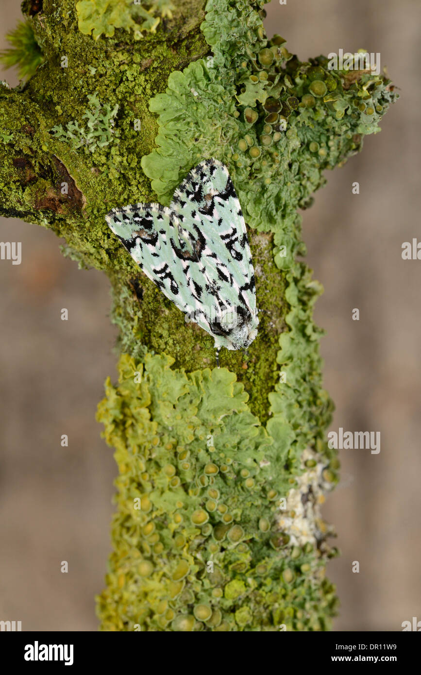 Merveille du Jour Moth (Dichona Aprilina) Erwachsenen im Ruhezustand auf Flechten bedeckt Zweig, Oxfordshire, England, Mai Stockfoto