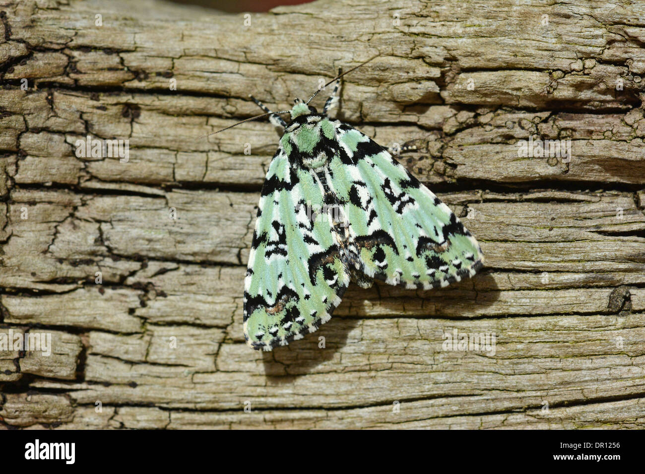 Merveille du Jour Moth (Dichona Aprilina) Erwachsenen im Ruhezustand auf Baumstamm, Oxfordshire, England, Mai Stockfoto
