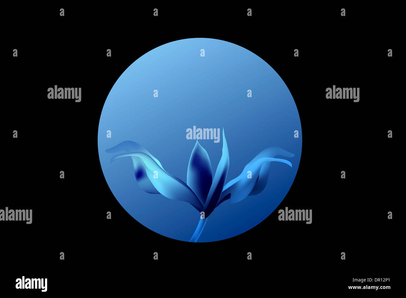 BLUE rose Petal Blume Shell auf schwarz Stockfoto