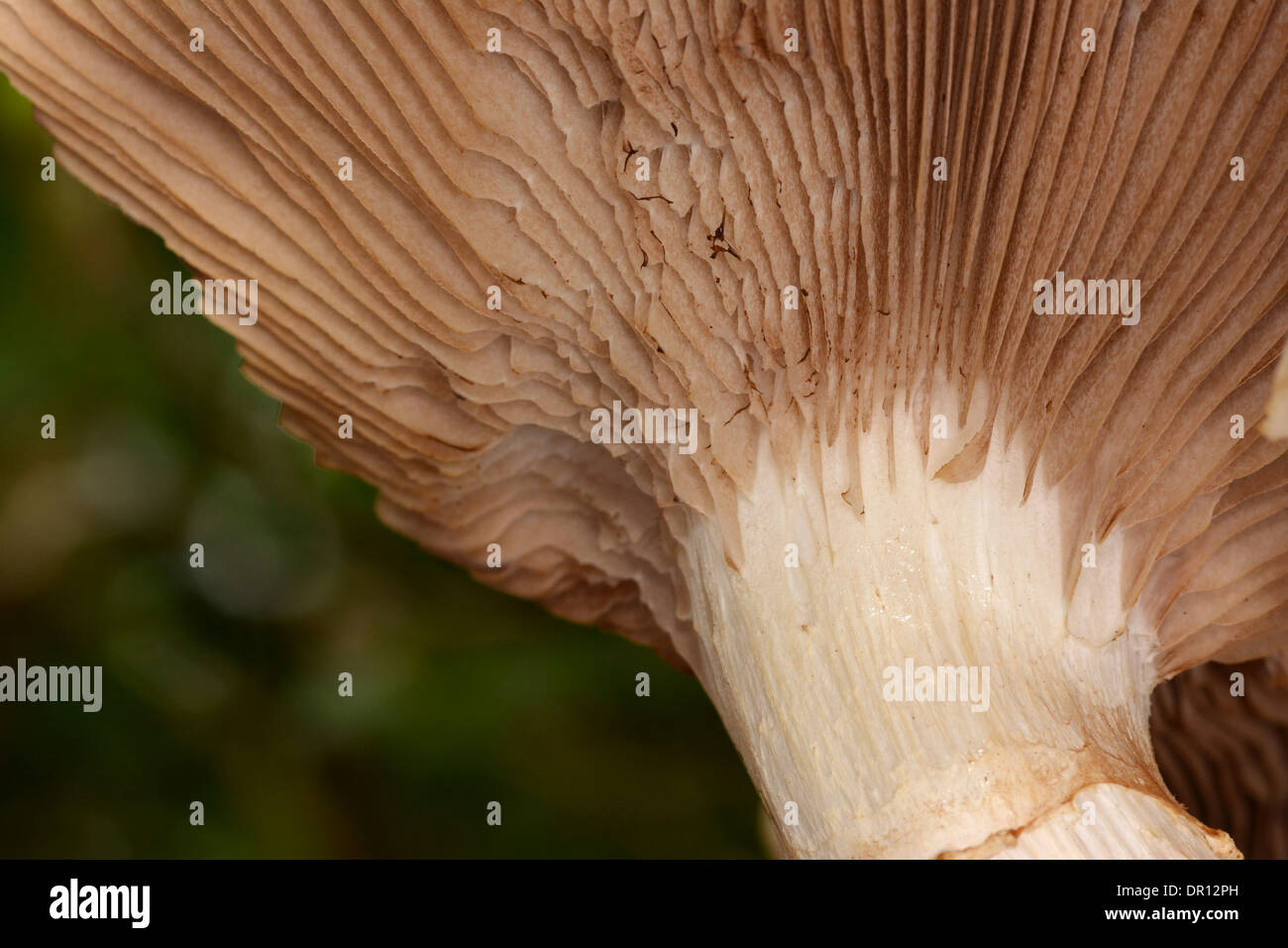Dryade Sattel oder Fasan wieder Pilz Pilz (Polyporus an) Ansicht der Unterseite, wachsen auf tote Linde, Oxfordshir Stockfoto