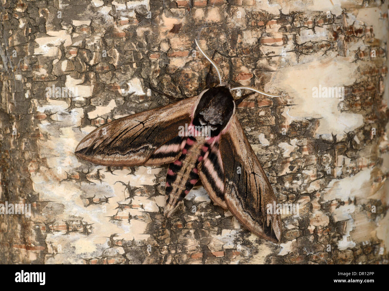 Liguster Hawkmoth (Sphinx Ligustri) Erwachsenen im Ruhezustand auf Silver Birch, Oxfordshire, England, Juli Stockfoto