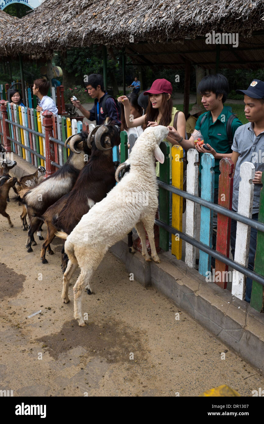 Fütterung der Ziegen im Saigon Zoo und Botanischer Garten-Ho-Chi-Minh-Stadt Stockfoto