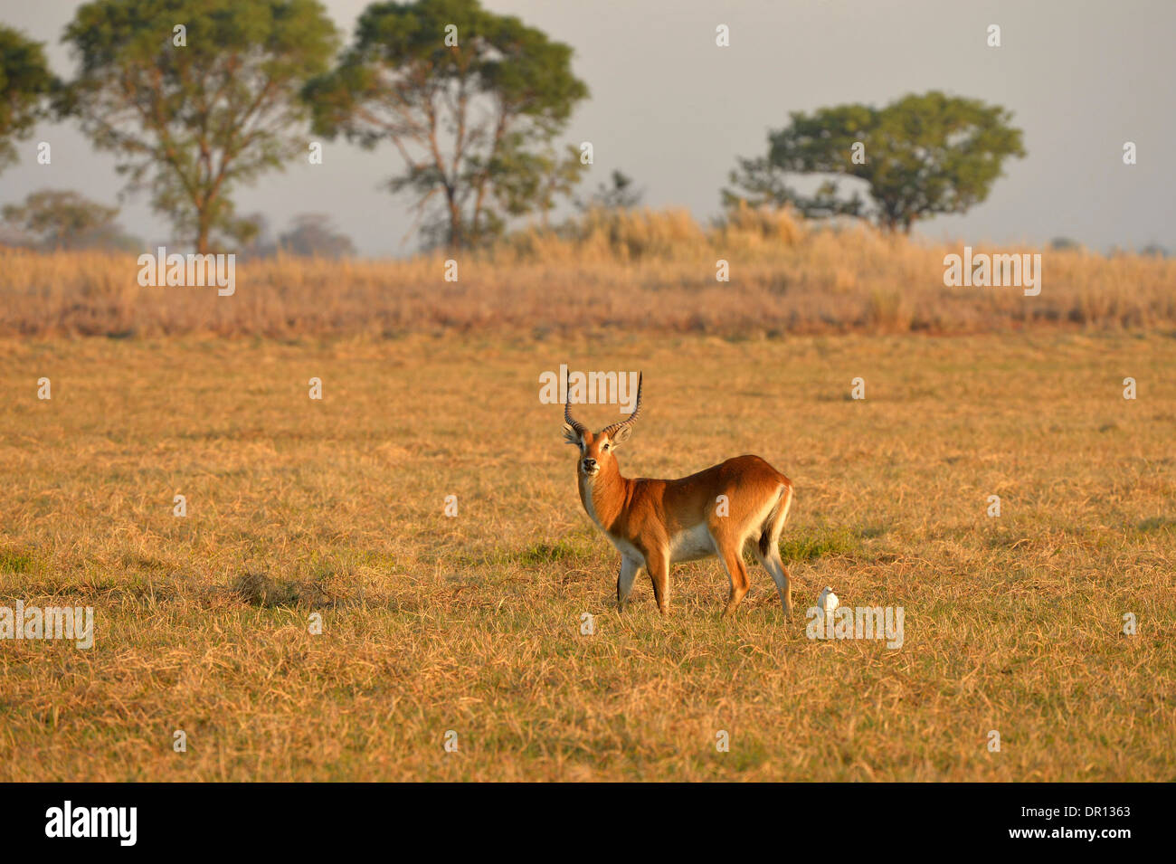 Roten Letschwe (Kobus Leche) männlich stehend auf Rasen Ebene, Kafue Nationalpark, Sambia, September Stockfoto