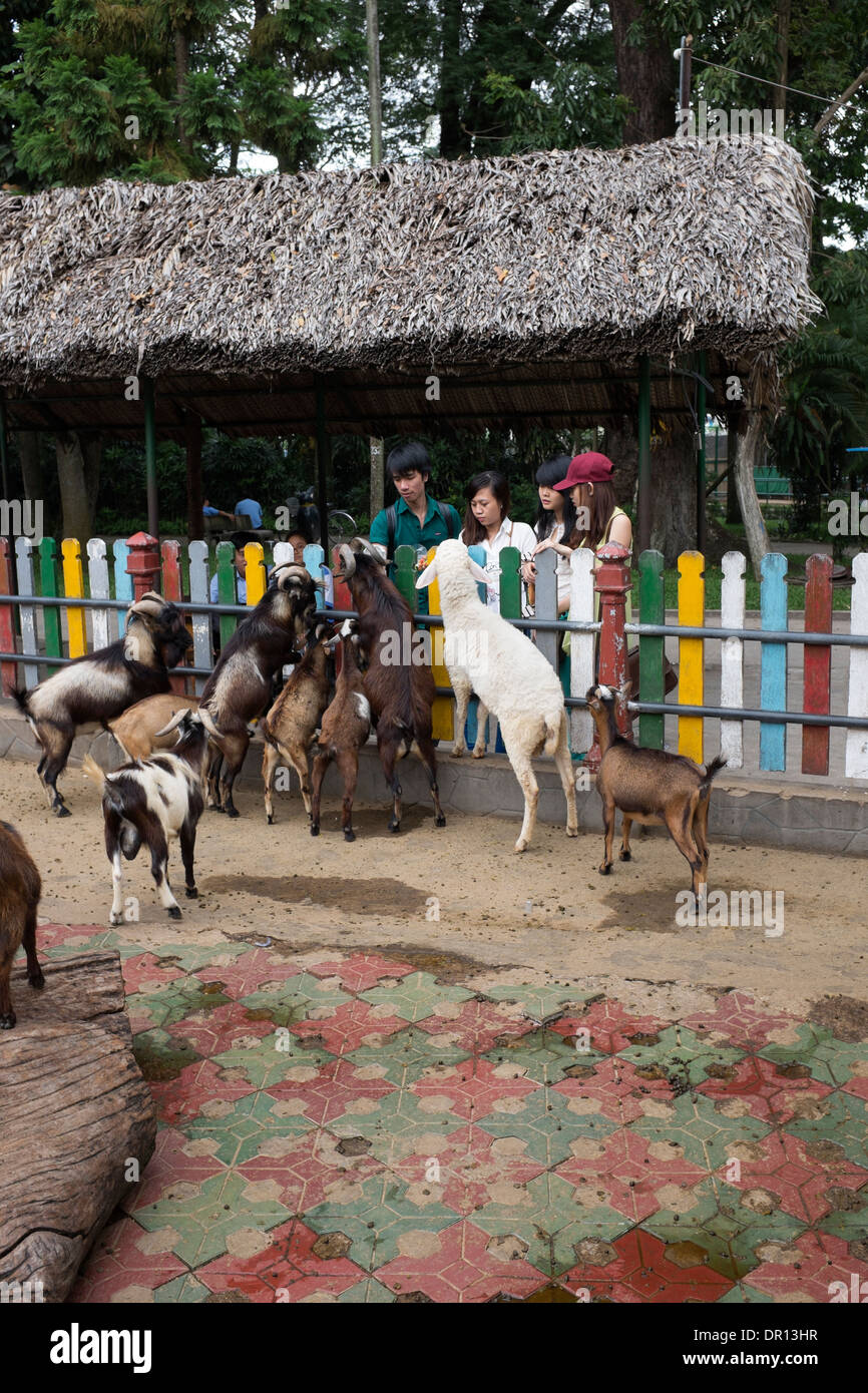 Fütterung der Ziegen im Saigon Zoo und Botanischer Garten-Ho-Chi-Minh-Stadt Stockfoto