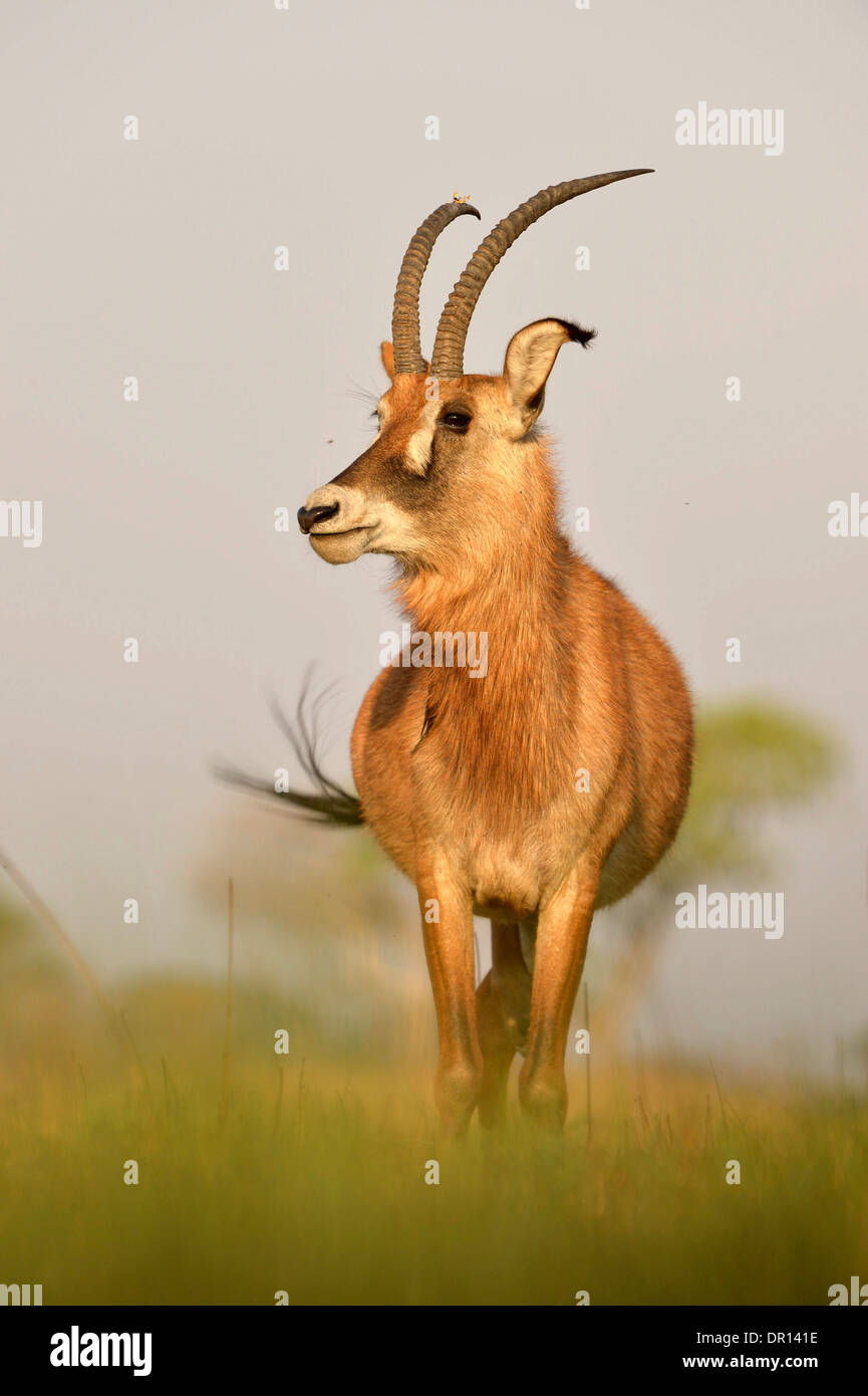 Roan Antilope (Hippotragus Spitzfußhaltung) Fütterung auf Grasebene, Kafue Nationalpark, Sambia, September Stockfoto