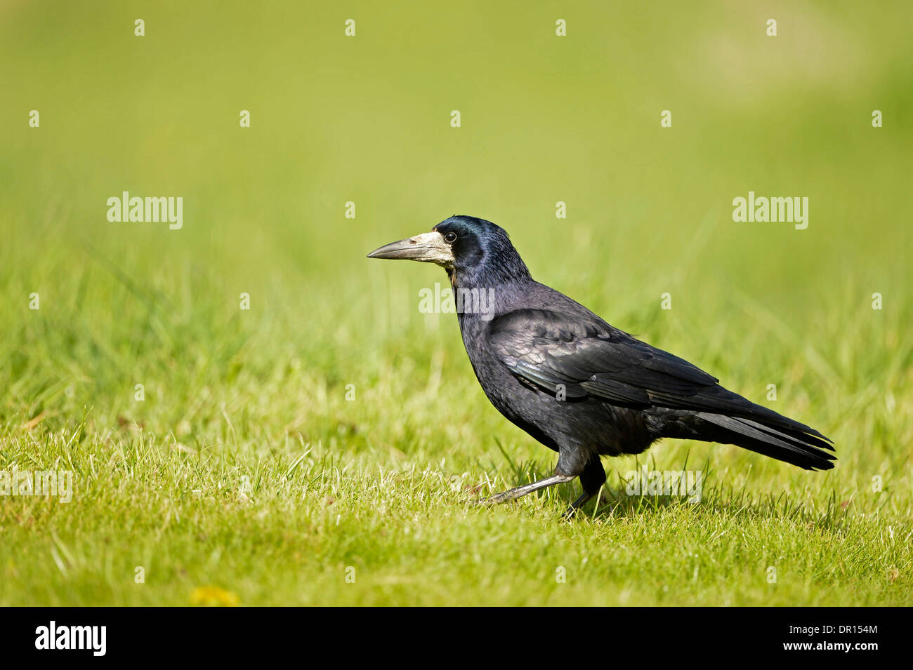 Turm (Corvus Frugilegus) zu Fuß auf dem Rasen, Oxfordshire, England, Mai Stockfoto