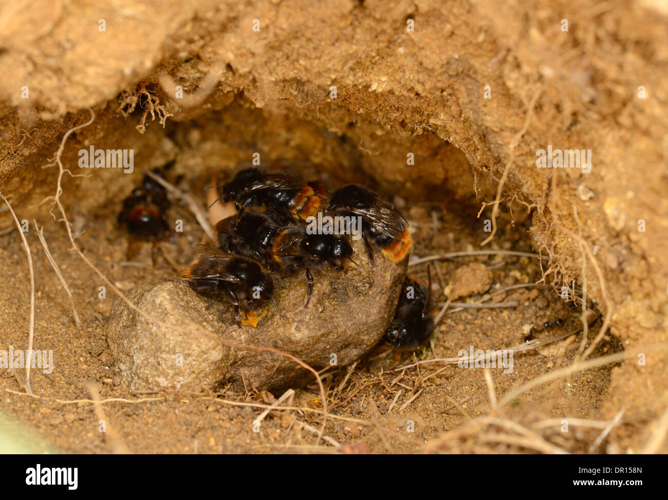 Rotschwanz-Hummel (Bombus Lapidarius) Gruppe Congegating in Loch im Boden, Oxfordshire, England, Juli Stockfoto