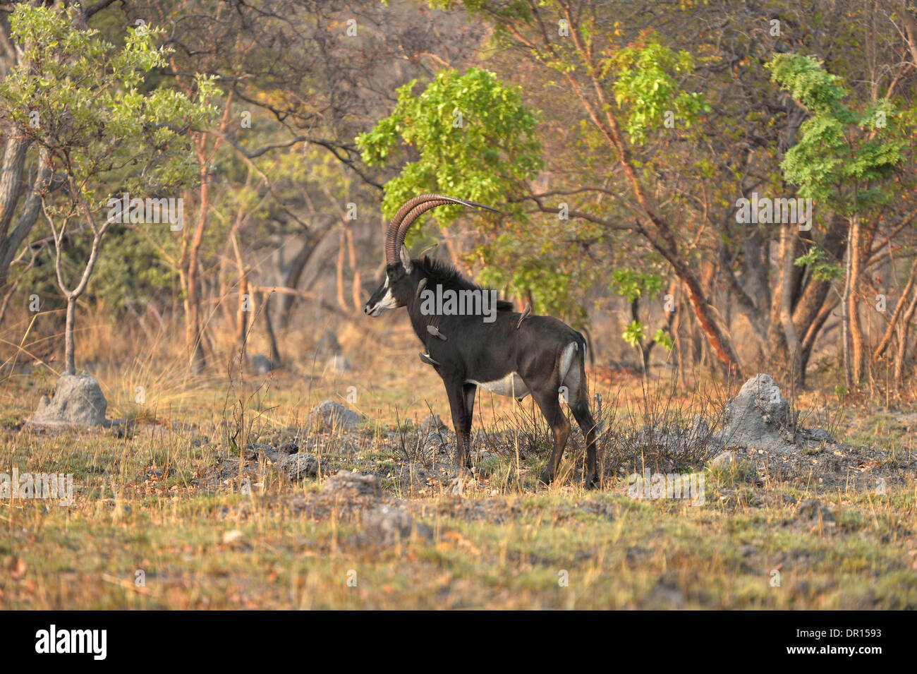 Rappenantilope (Hippotragus Niger) männlichen stehen im Busch, clearing, Kafue Nationalpark, Sambia, September Stockfoto