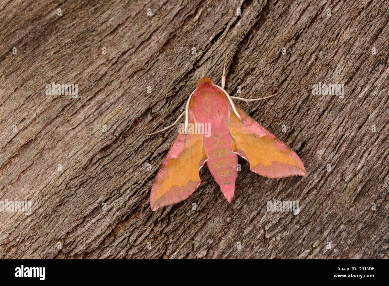 Kleinen Elefanten Hawkmoth (Deilephila Porcellus) Erwachsenen im Ruhezustand auf Rinde, Oxfordshire, England, Juli Stockfoto