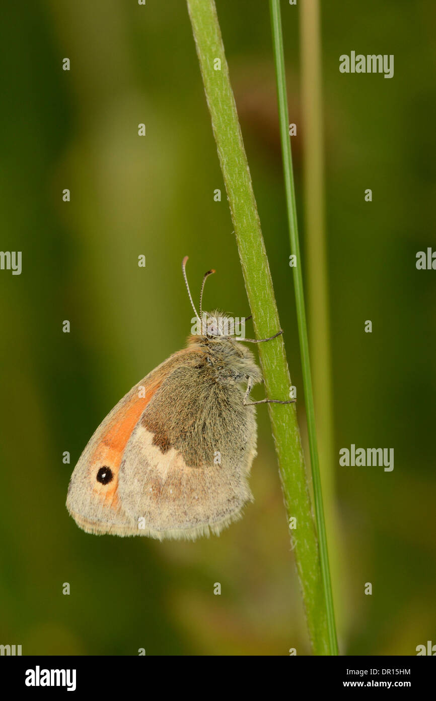 Kleine Heide Schmetterling (Coenonympha Pamphilus) Erwachsene Schlafplatz auf Grass Stamm, Oxfordshire, England, Juli Stockfoto