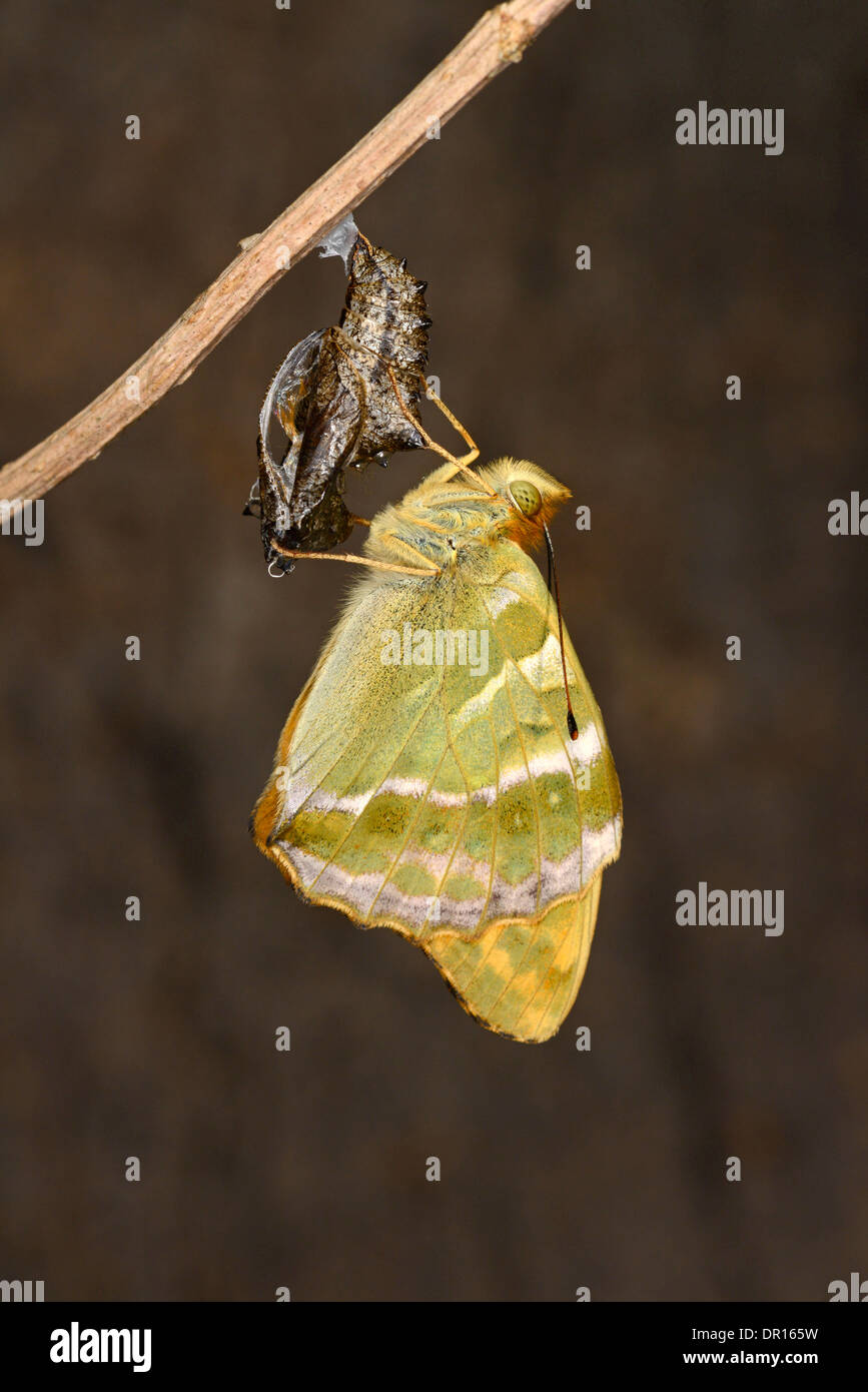 Silber-washed Fritillary Butterfly (Argynnis Paphia) neu entstanden Erwachsenen festhalten an leere Puppe, Oxfordshire, England, JKune Stockfoto