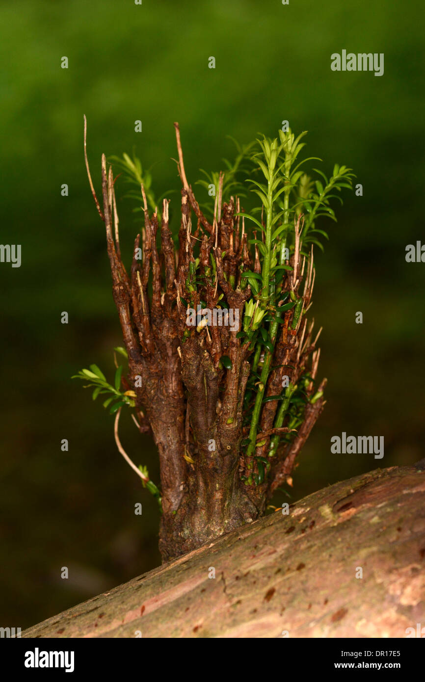 Eibe (Taxus Baccata) neues Wachstum der Bume sprieen aus Alter Zweig,  Oxfordshire, England, Juli Stockfotografie - Alamy