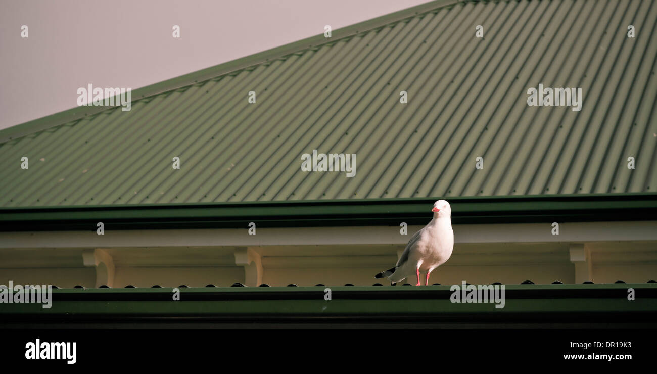 Vogel auf dem Dach. Getönten einfachen Hintergrund. Stockfoto