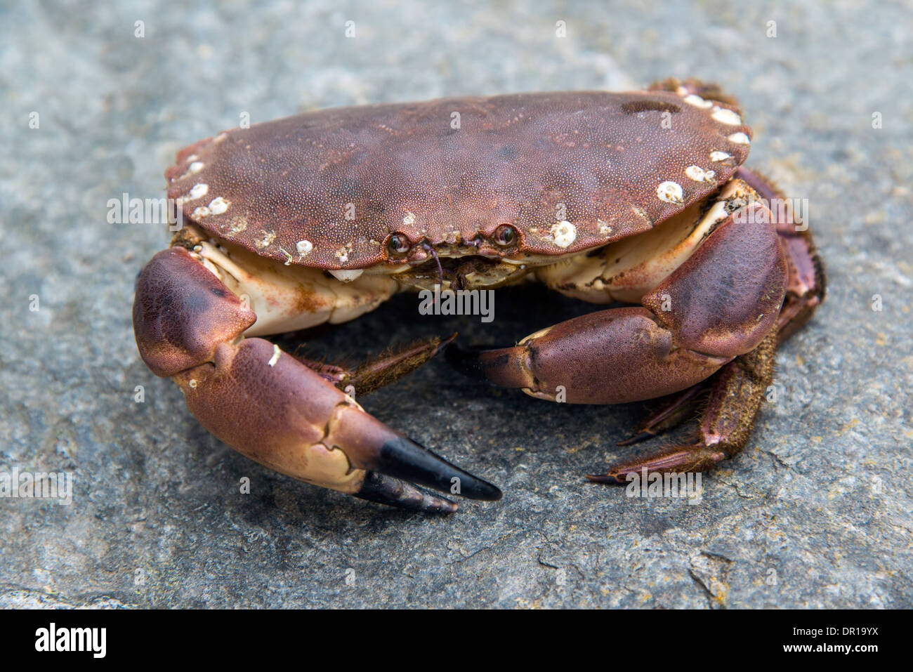 Eine Live essbare Krabbe. Schottischen Highlands. Stockfoto