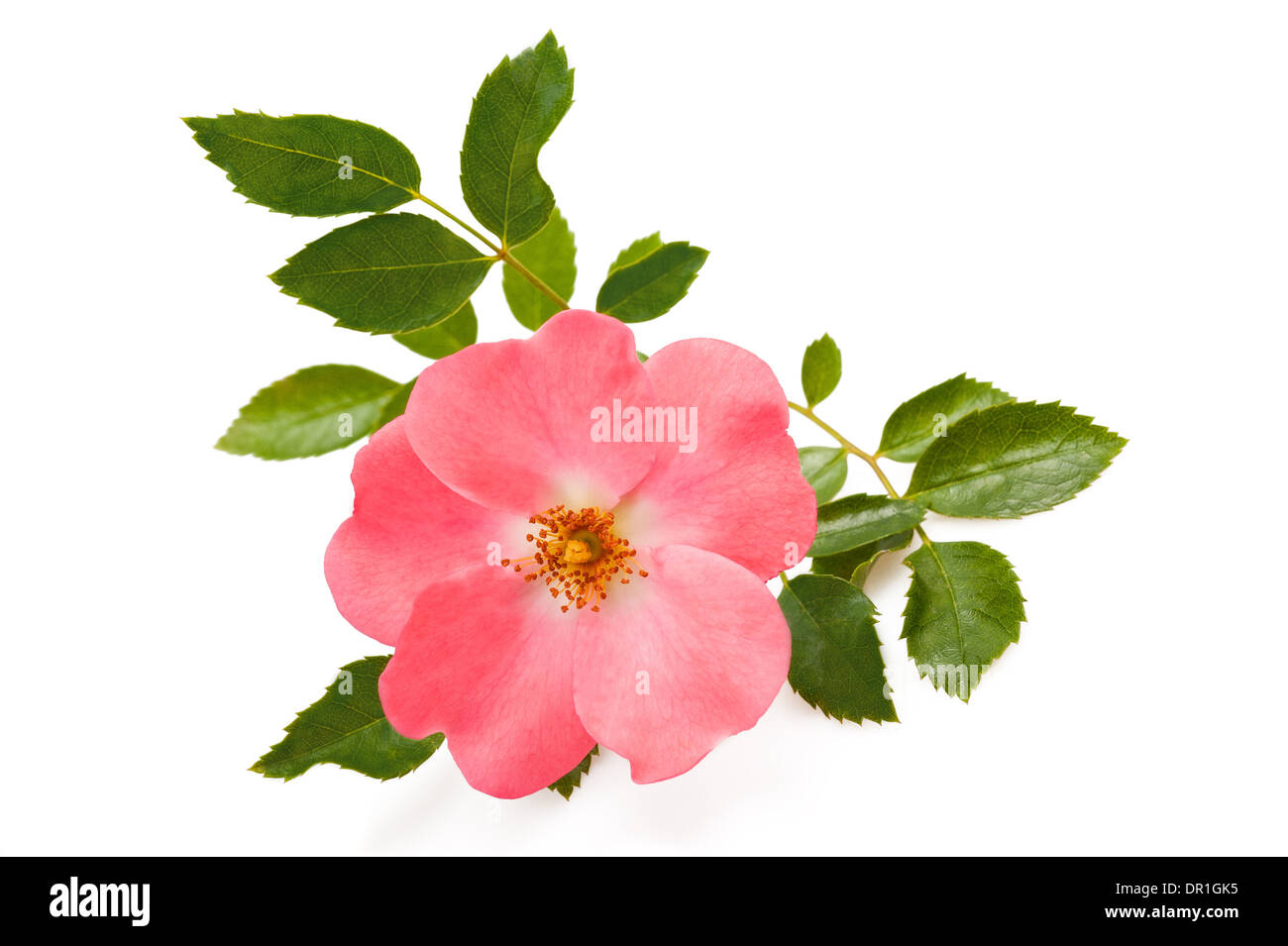 Hundsrose, isoliert auf weiss Stockfoto