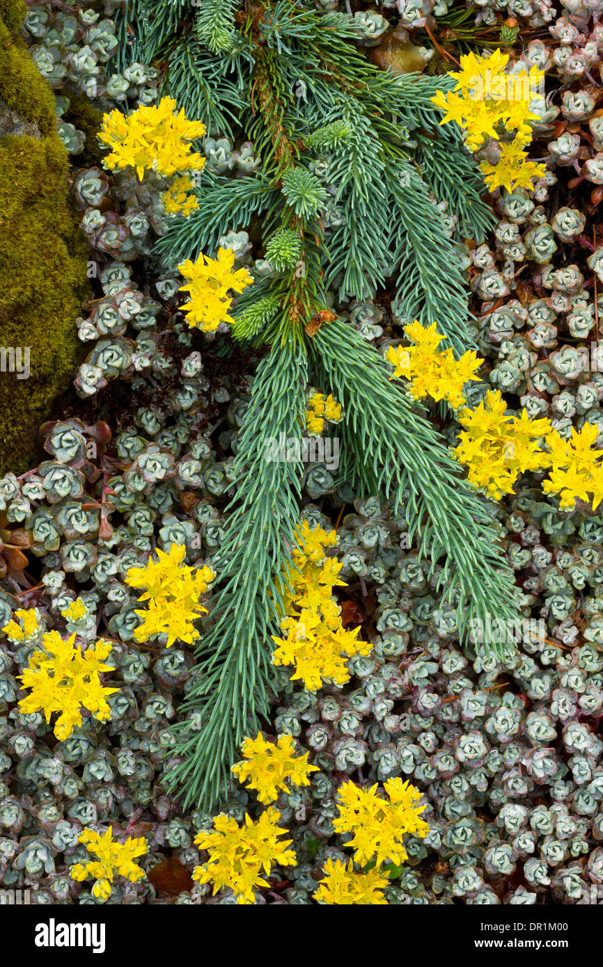 Weinend Fichte & Mauerpfeffer wachsen im Garten Oregon, Silverton. USA Stockfoto