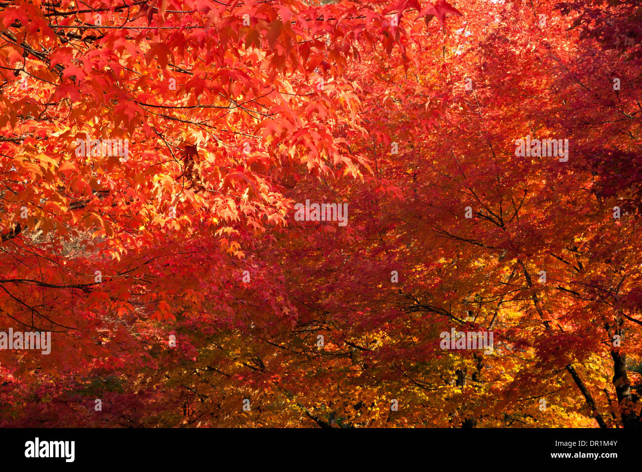 WASHINGTON - Blätter Ahorn in herbstlichen Farben. Stockfoto