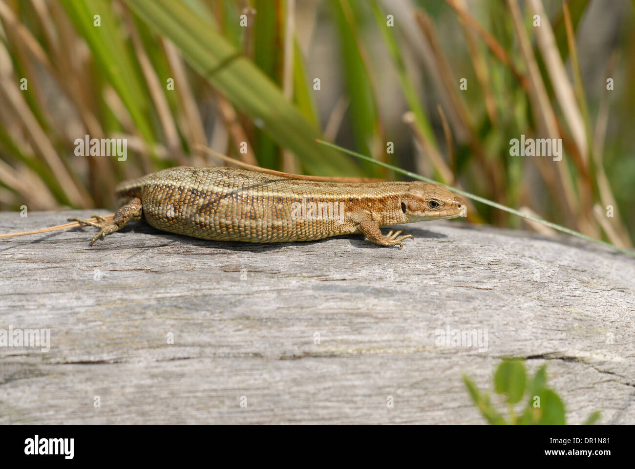 Gemeinsame oder lebendgebärend Eidechse (Zootoca Vivipara). Trächtige Weibchen sonnen sich. Stockfoto