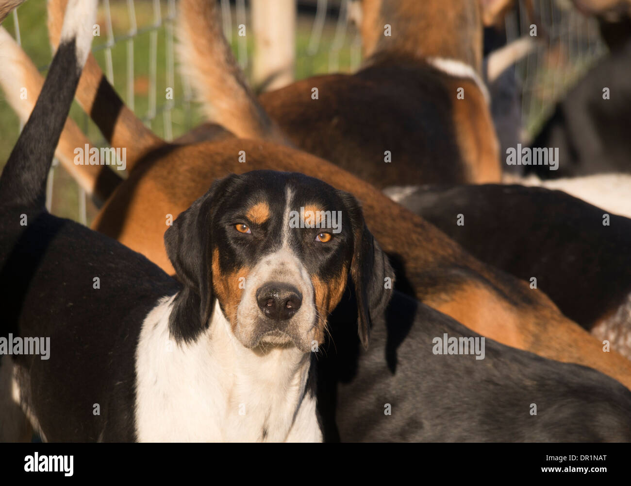 Hunde in Bralow Hunt Pack, Derbyshire uk Stockfoto